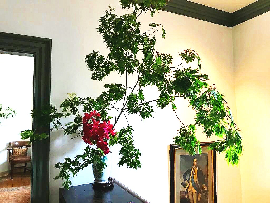 Incredible Full Moon Japanese Maple with Bright Pink Rhododendron in full bloom. A beautiful greeting for the second floor! ©betsygibsondesign