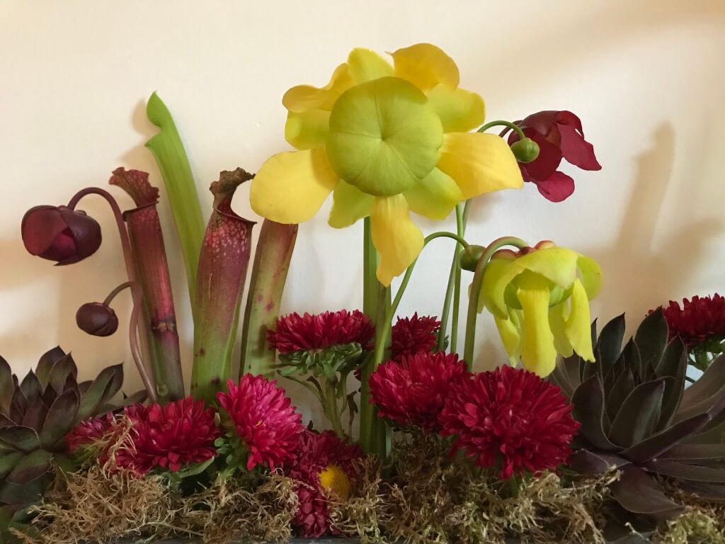 Detail of a design created with pitcher plants, or trumpet pitchers, which belong to the genus Sarracenia. This genus grows here in North America, and there are a couple of species that thrive right in our area. They are carniverous plants (!!) and generally attract insects, frogs and even mice. Can you believe it? And the gorgeous blooms that you see are part of the same plant. In addition, there are Mums, Succulents and Moss contained in this arrangement.