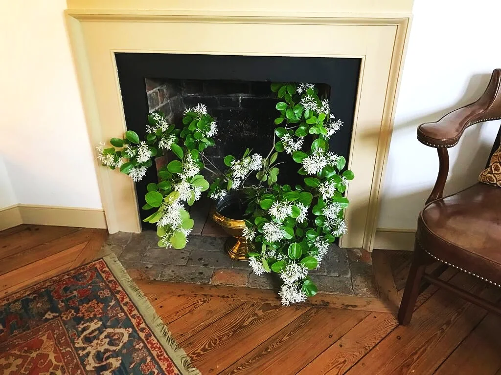 This was a work in progress when I saw it…it’s Fringe Tree. What a great filler for a a fireplace when not in use! ©betsygibsondesign