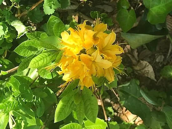 The elusive Yellow Azalea! This was all alone in a perimeter bed on the outside of the main Palace Garden. And within 20 feet of it was one single Heirloom Daffodil. ©betsygibsondesign