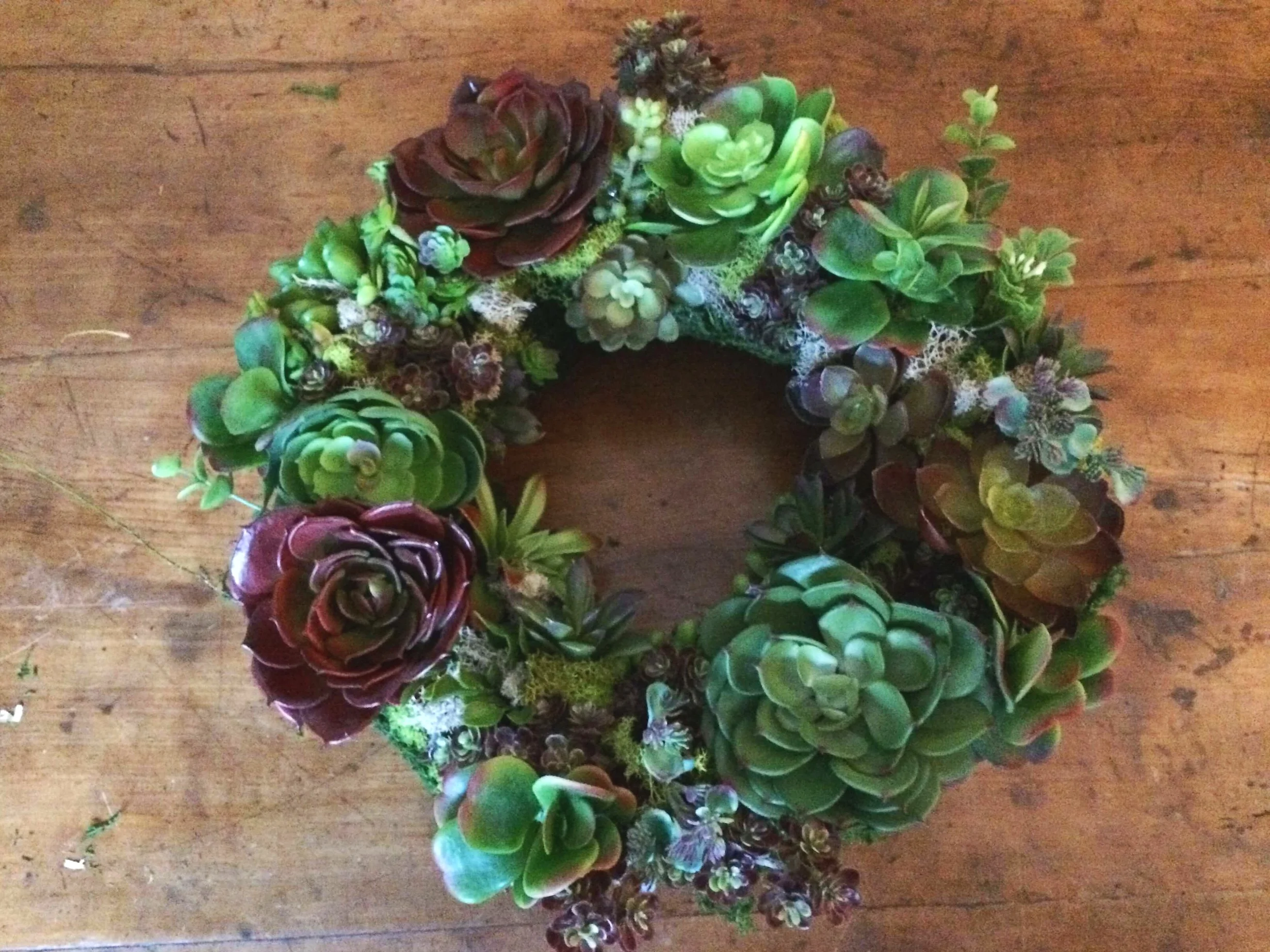 Succulent Time!