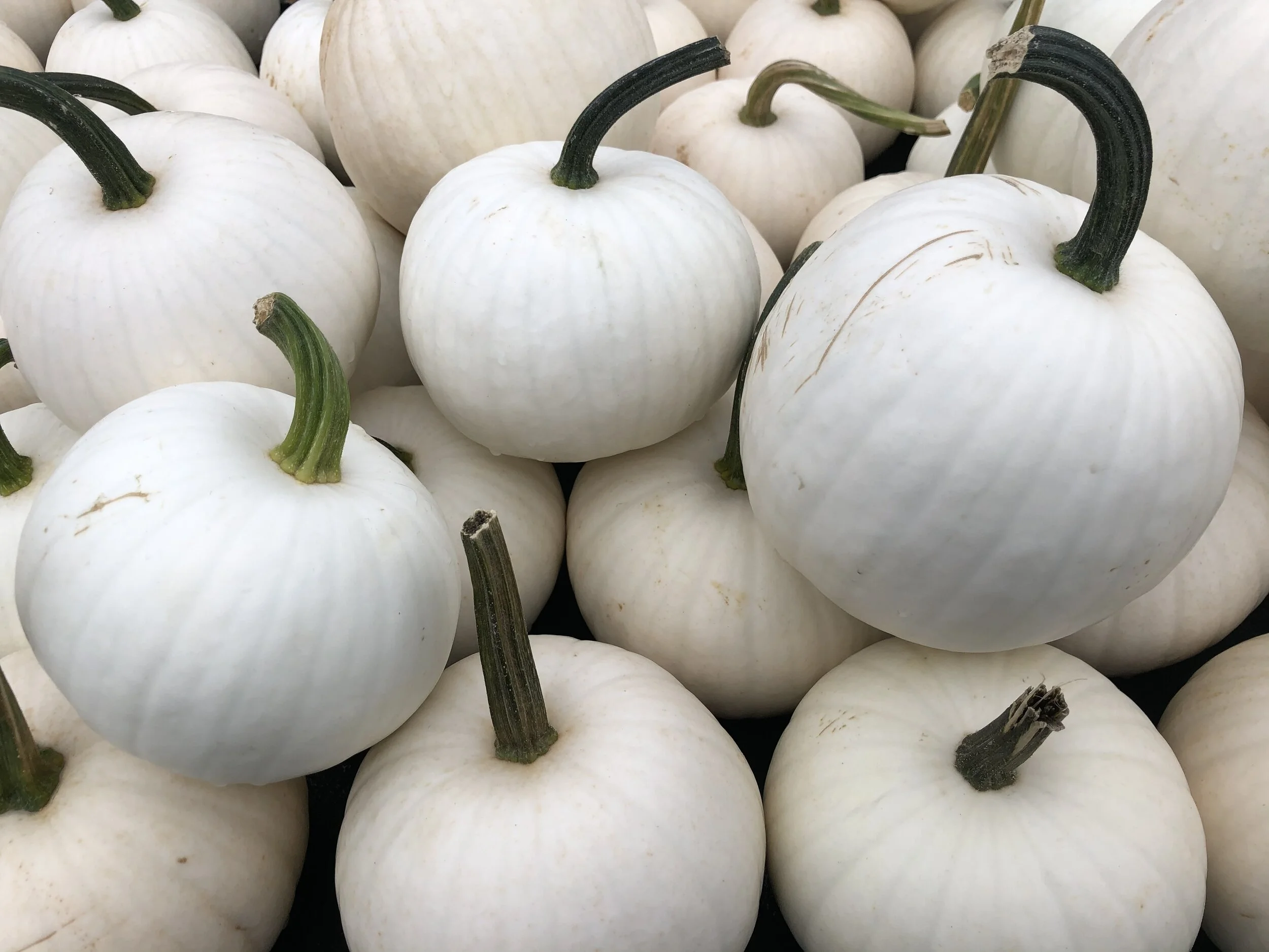 A Very Covid Thanksgiving