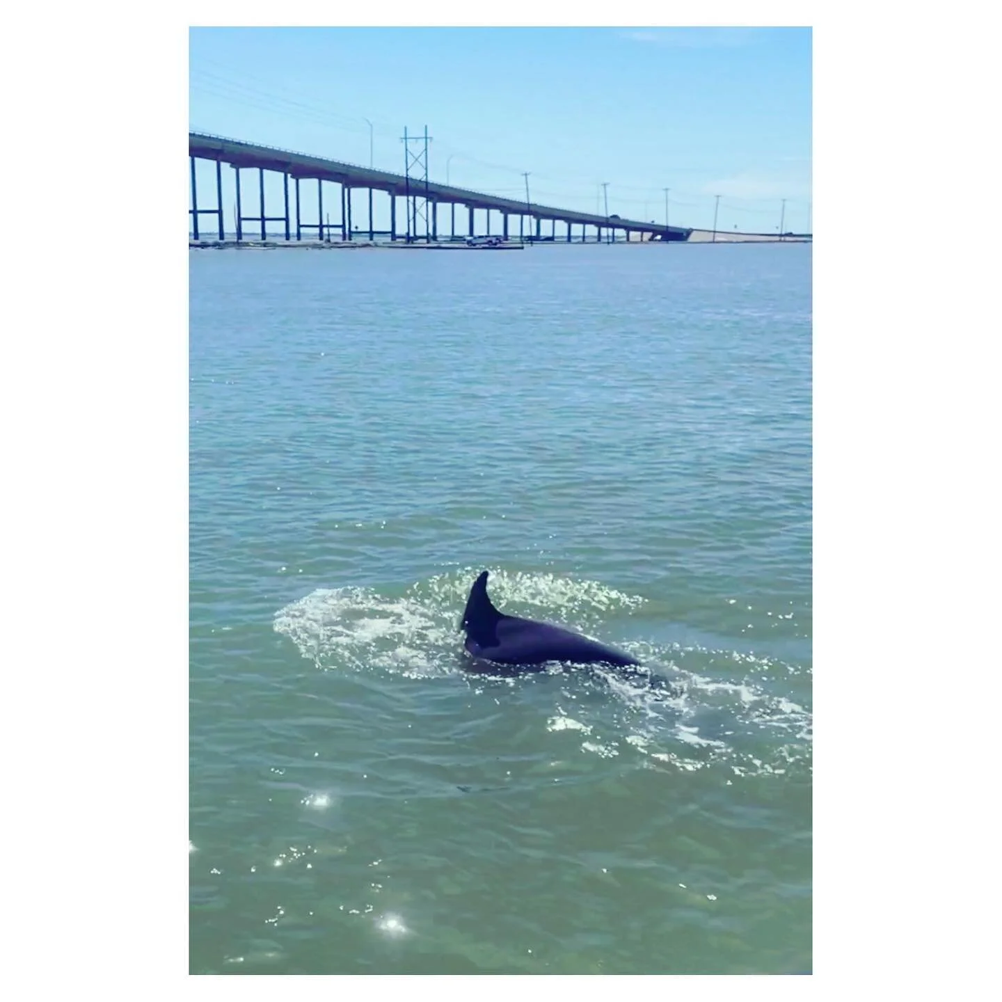 Yesterday was GORGEOUS out on the #lagunamadre! Dolphins, pelicans, shells, OH MY! 😅🐚🐬
.
I&rsquo;m sure you&rsquo;ve heard that BOAT actually means Bust Out Another Thousand.. well, they ain&rsquo;t lying. There&rsquo;s always something that&rsquo