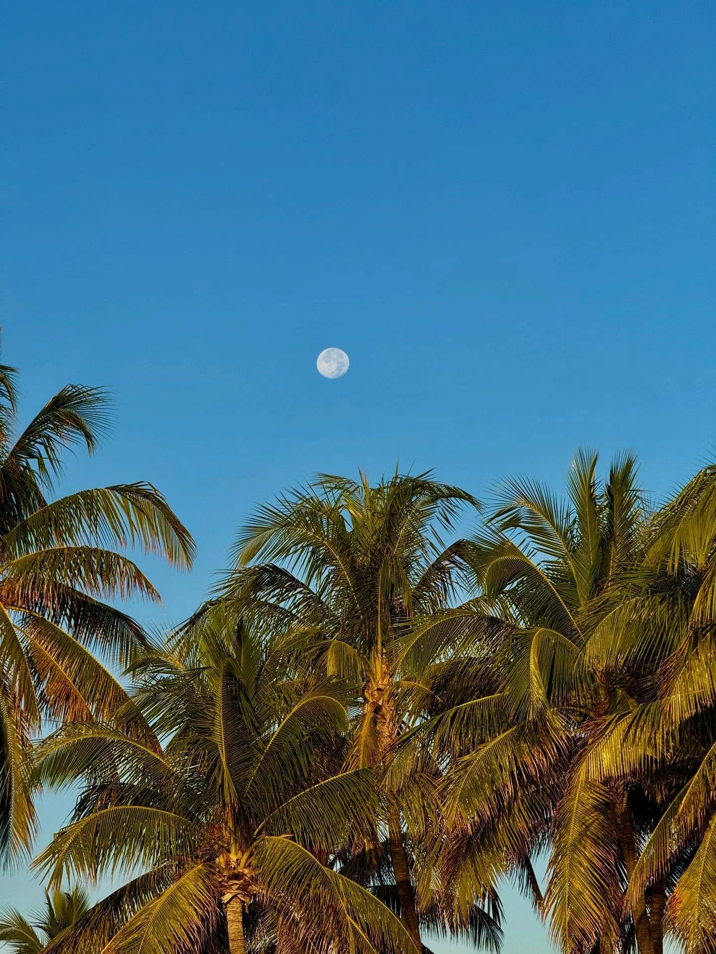 This is the #miami mood I like! Clear water, palm trees, cocos con mi amor. Oh wait, I think that&rsquo;s just a tropical coastline I&rsquo;m describing. Anywhere hot and pretty works for me! 🌴🩵🥰
.
#kglover #coastal #tropical #palmtrees