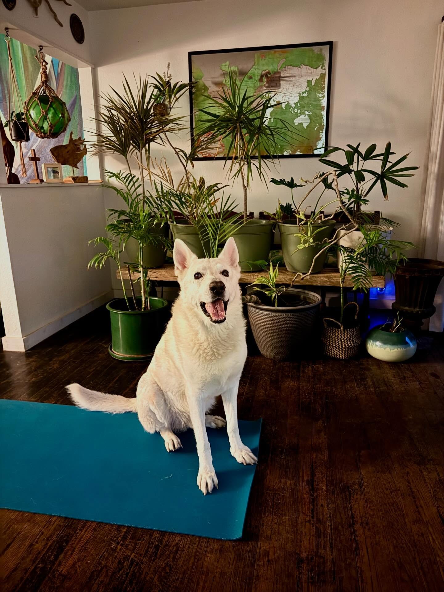 Is winter over yet? We&rsquo;re over it! 🙃 
Grateful for a warm home &amp; this cutie patootie, but ready for spring &amp; summer! 💚
.
#kglover #winterblues #furbabe #love