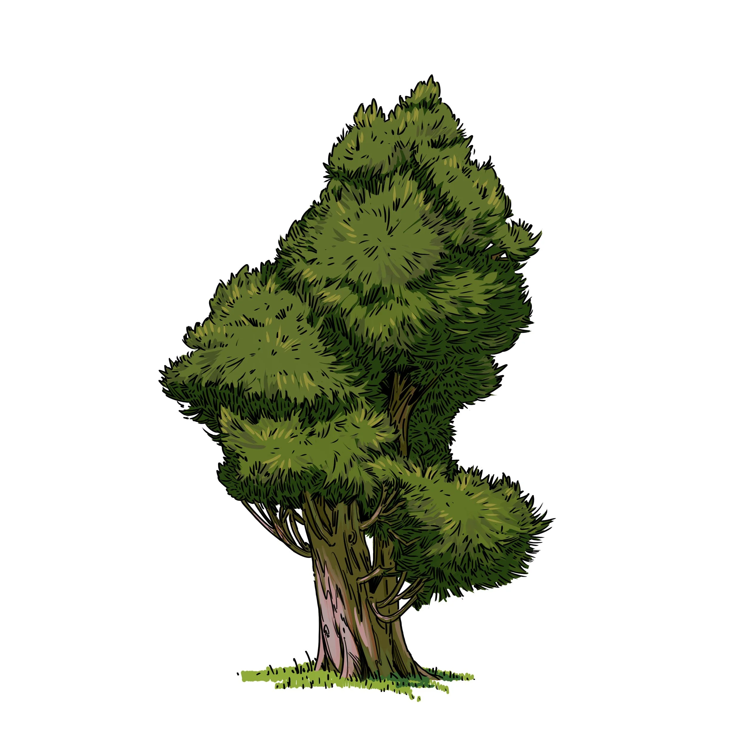 Pine.jpg
