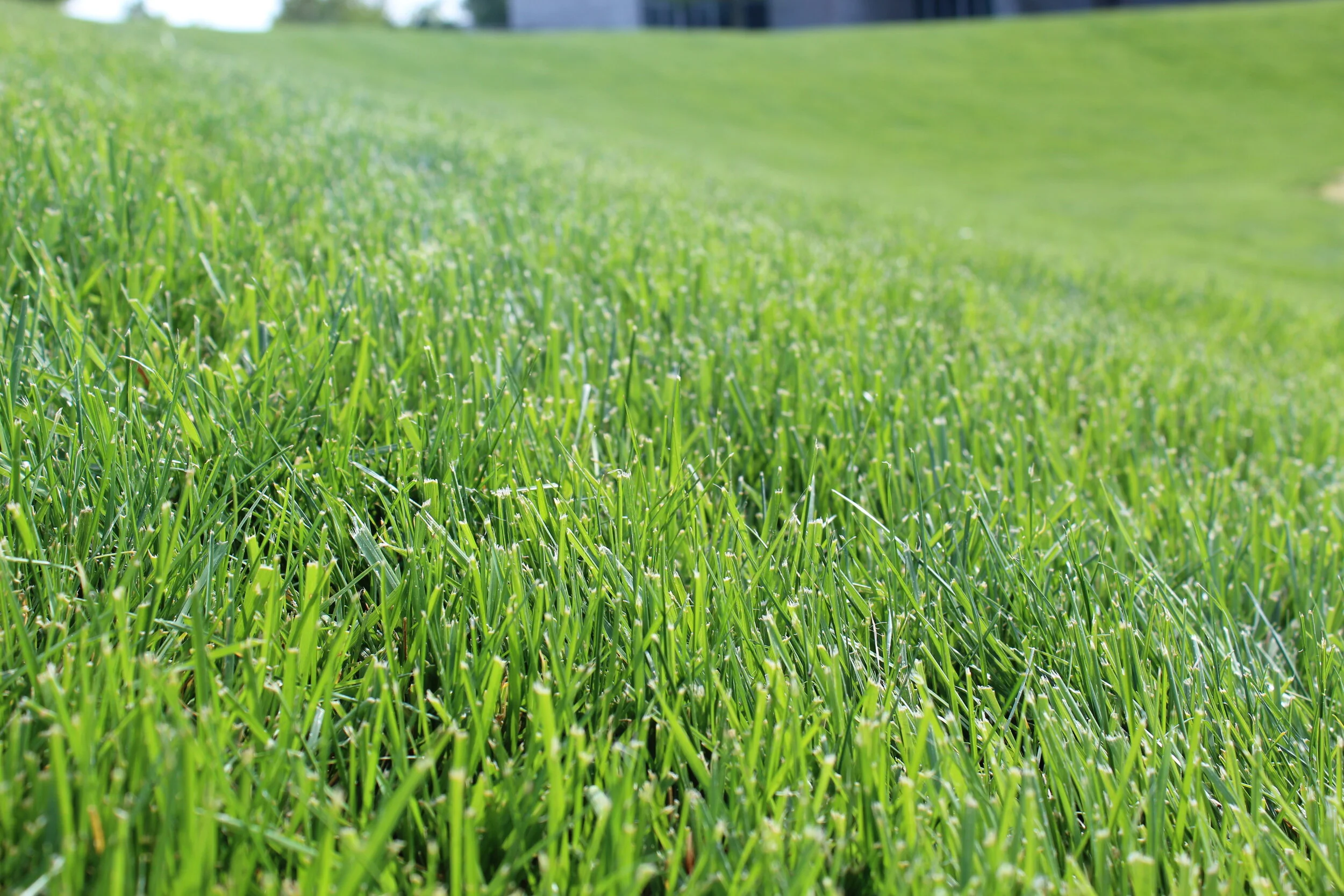 Pest &amp; Disease Management Solutions