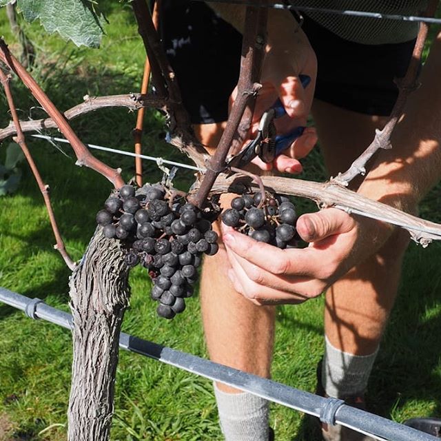 Defying today's rain with sunny pics. Picking the Merlot 2019.
.
.
.
.
#bordeauxblendsnz #blendedredwine #clevedon #puririhillspope #puririhillsvineyard