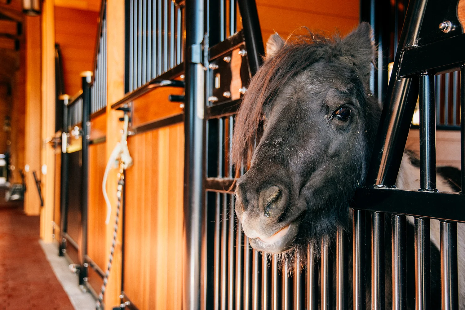 Clients & Testimonials — Innovative Equine Systems