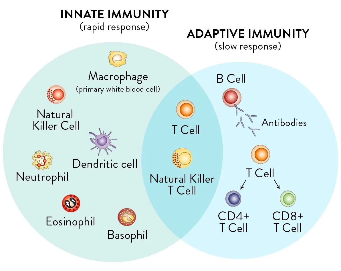 Immunity, the Immune System, and Raw Milk — Raw Milk Institute