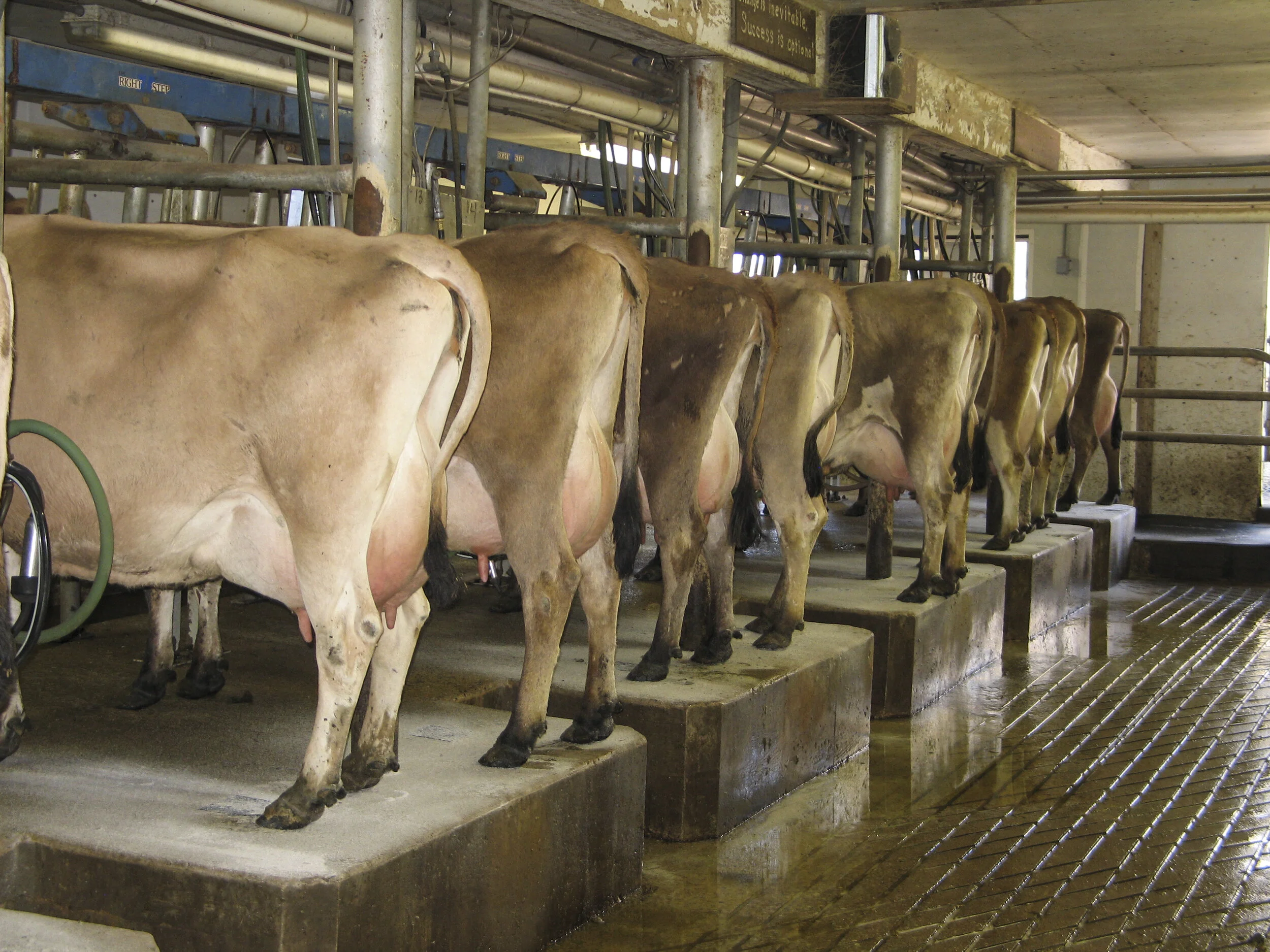 This Simple Cow Udder Fact Will Change Everything You Know! - qrw0esq