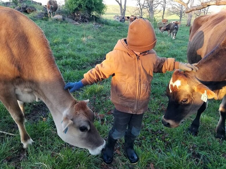 boy and cows.jpg