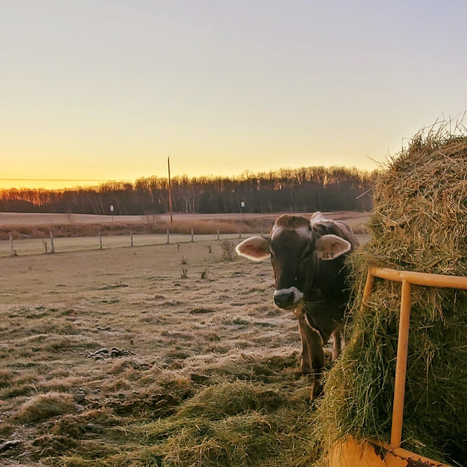 cow and hay.jpg
