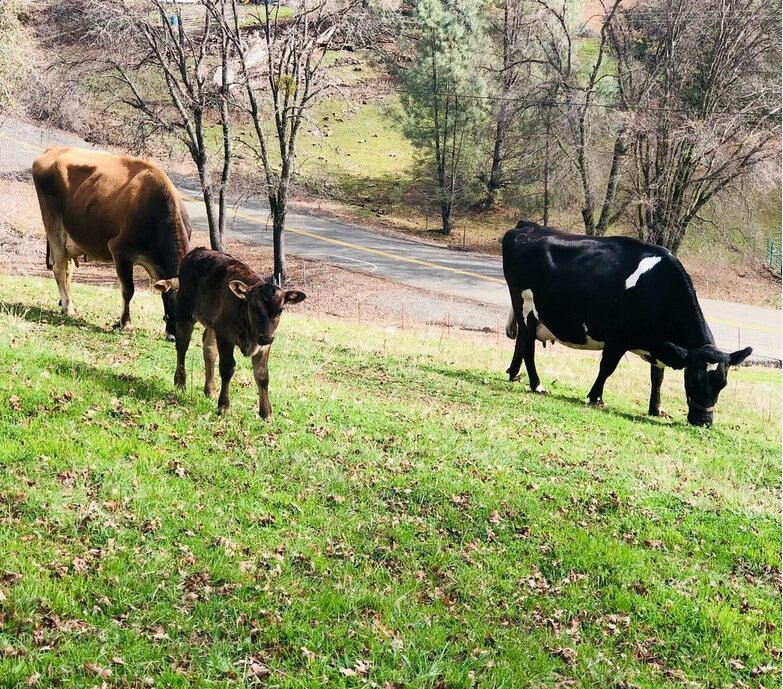 gebruder cows and calf.jpg