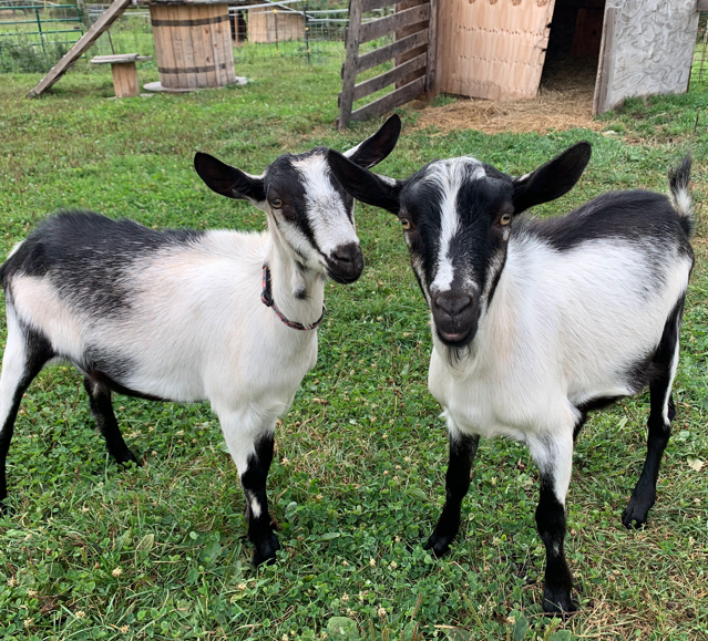 goats.png