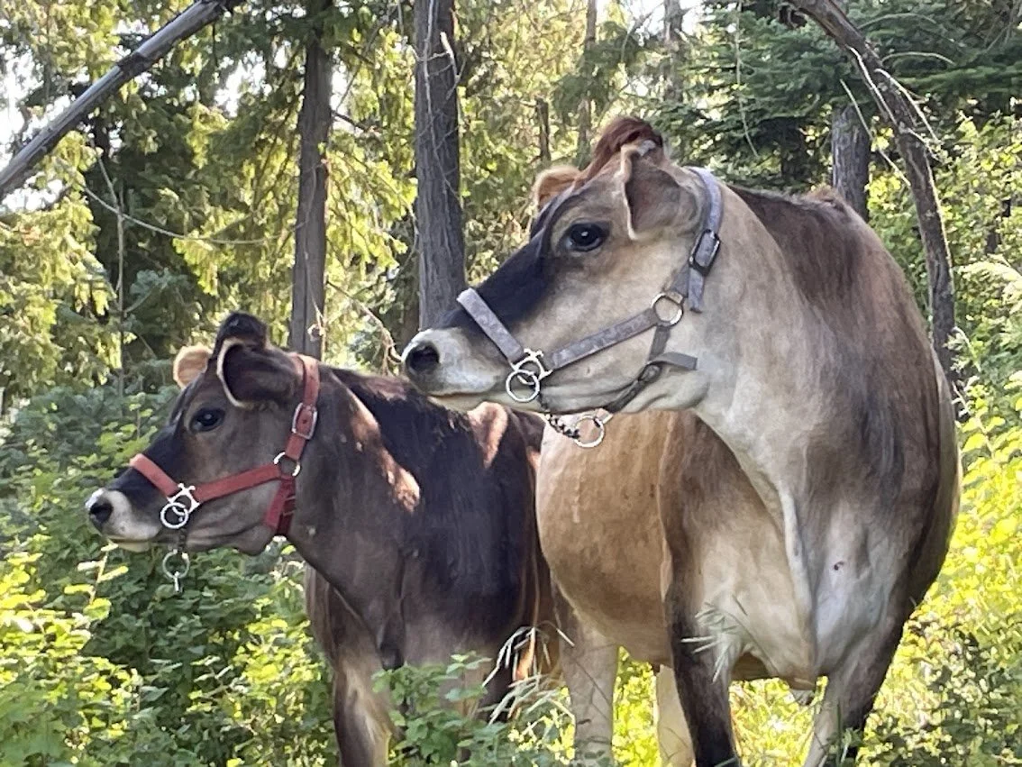 Lily and Pepper in the woods.jpg