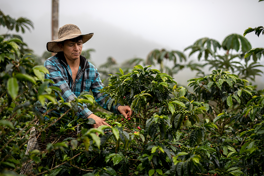 Peru_Organic_opt.png