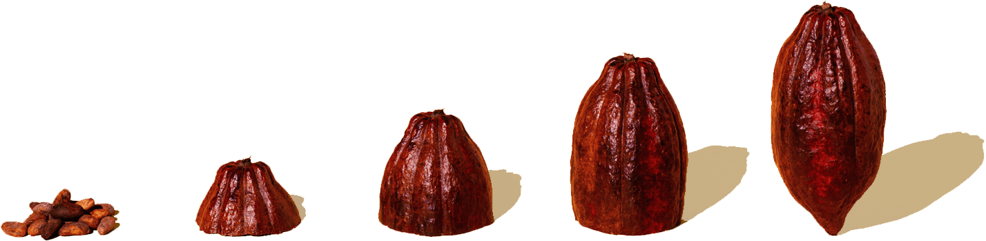 CacaoWaste copy.png