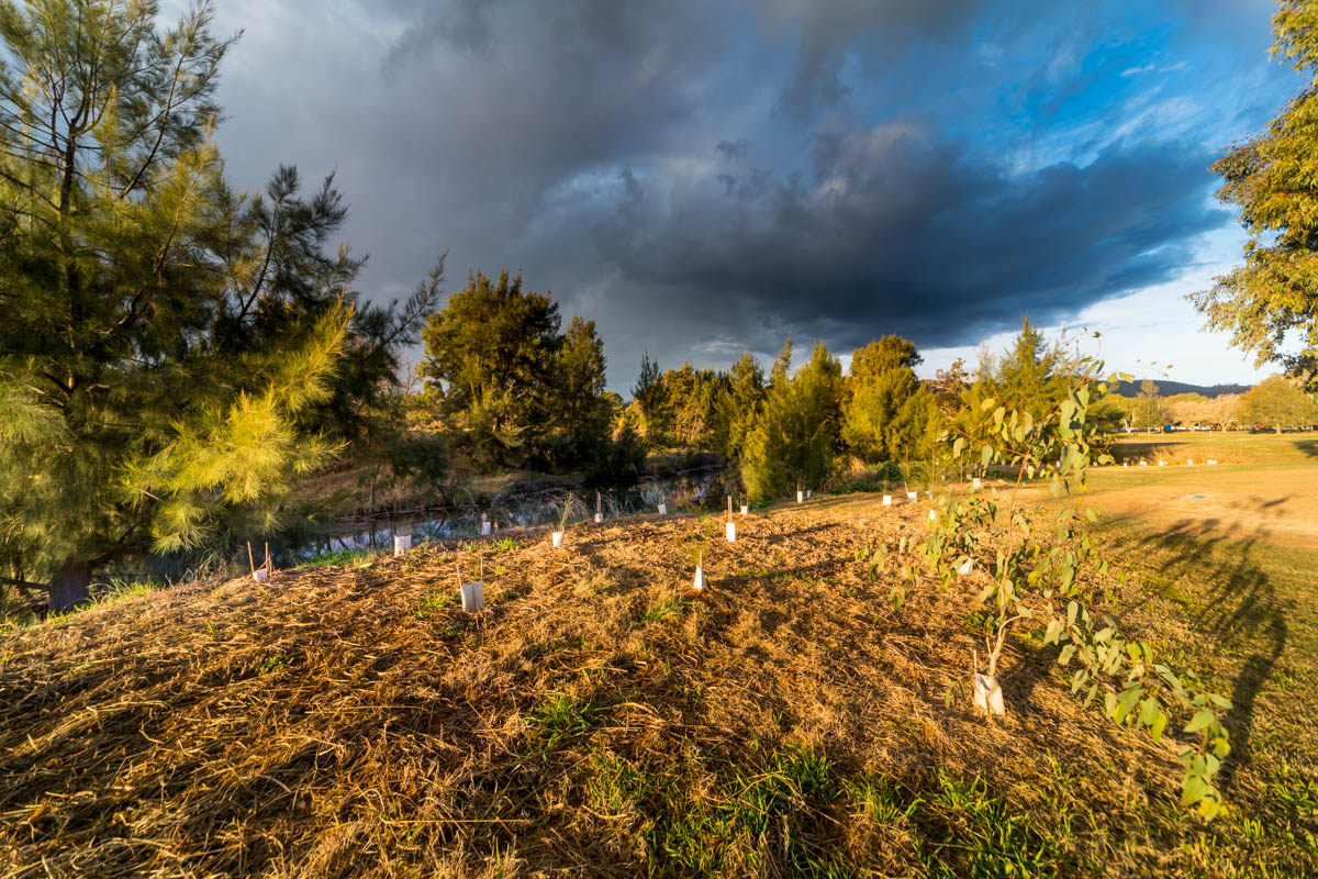 Human attempt to recover the riparian zone of a river feeding the dam.