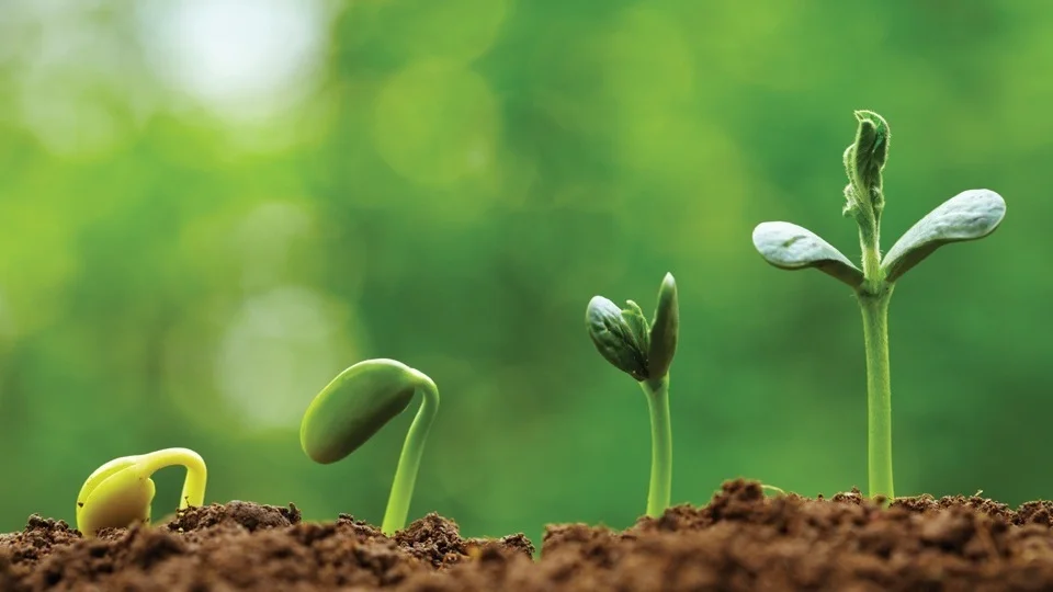 growth.jpg