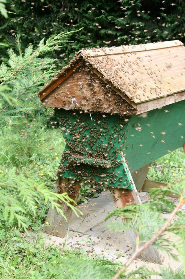 bee hive.jpg