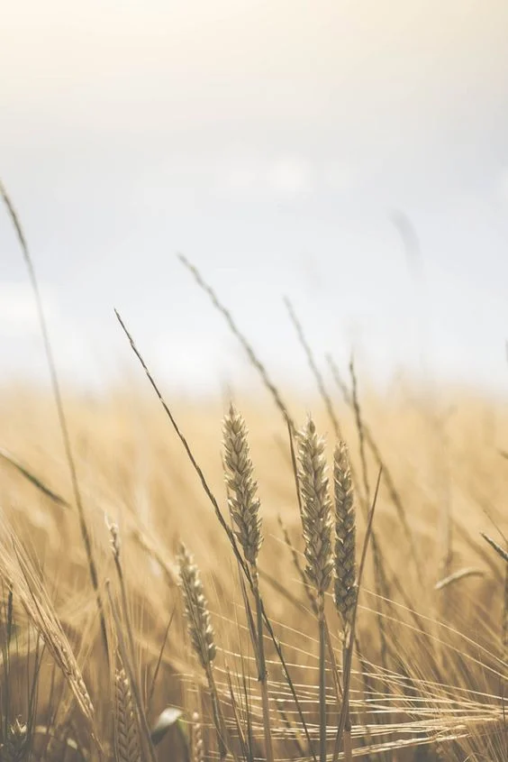 grains.jpg