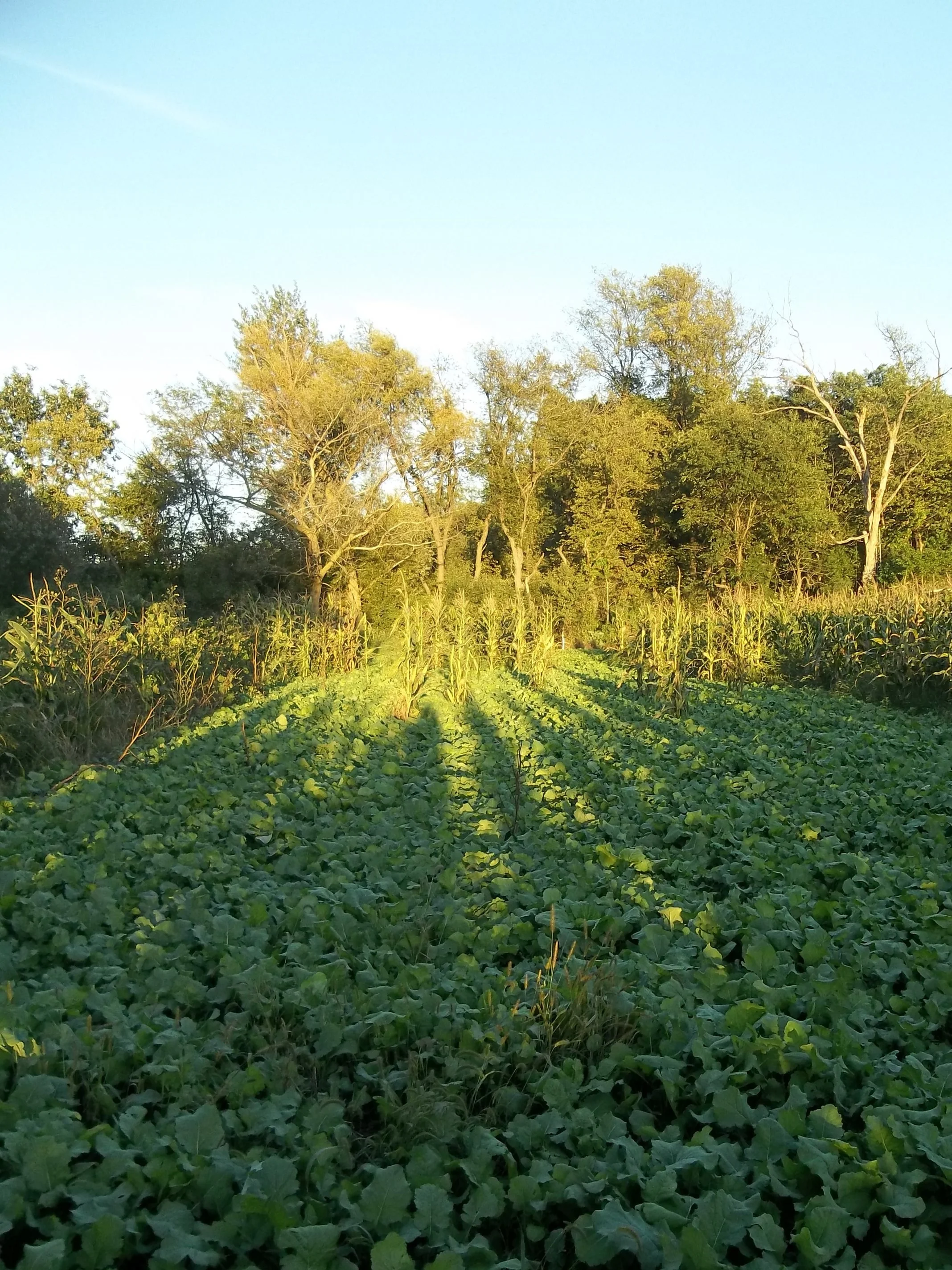 Custom Game Land Services