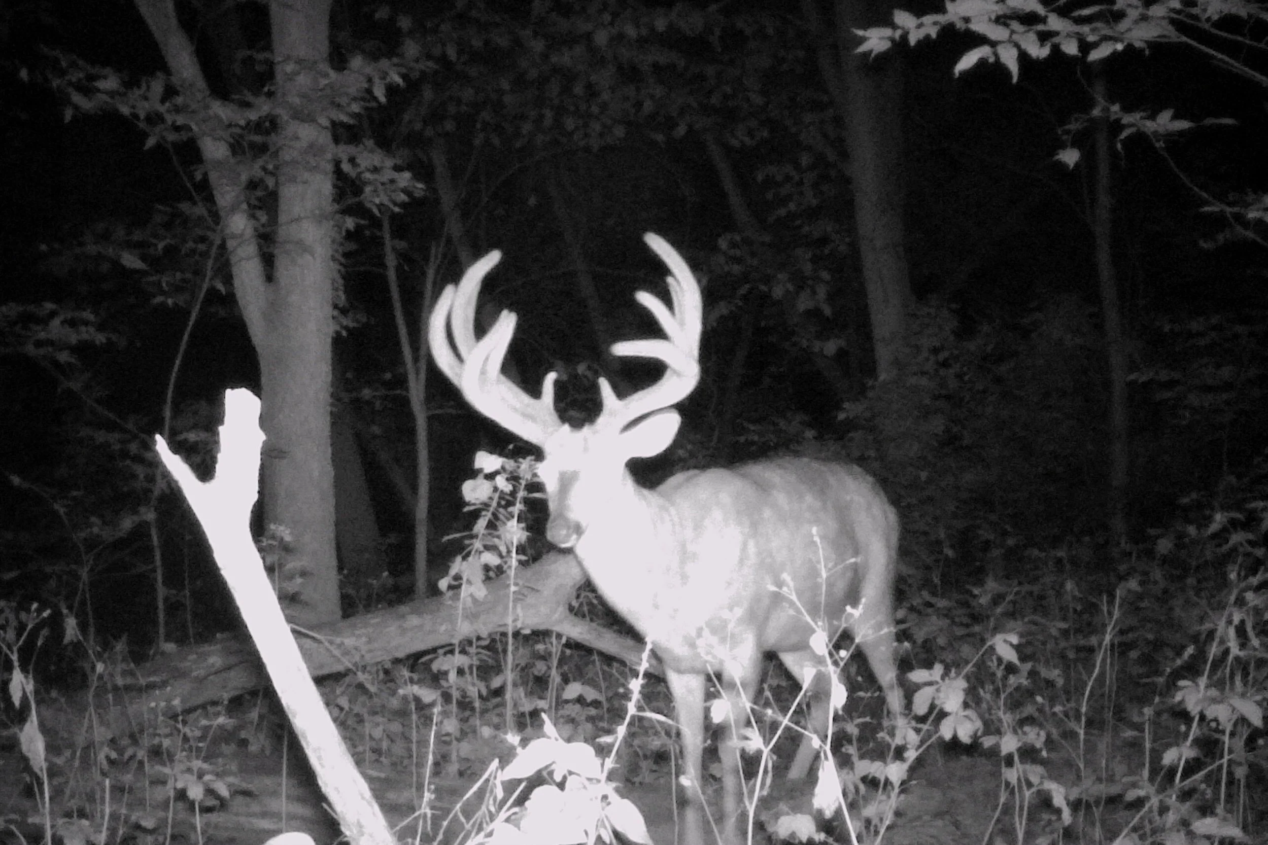 Custom Game Land Services