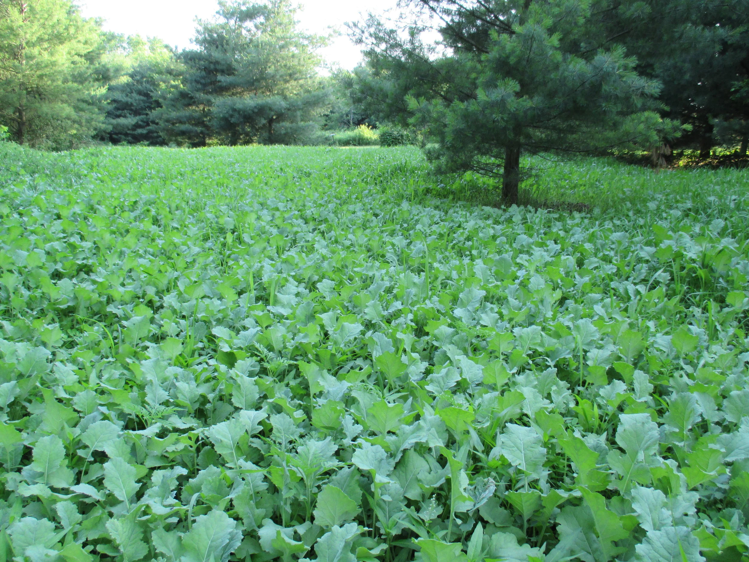 Custom Game Land Services