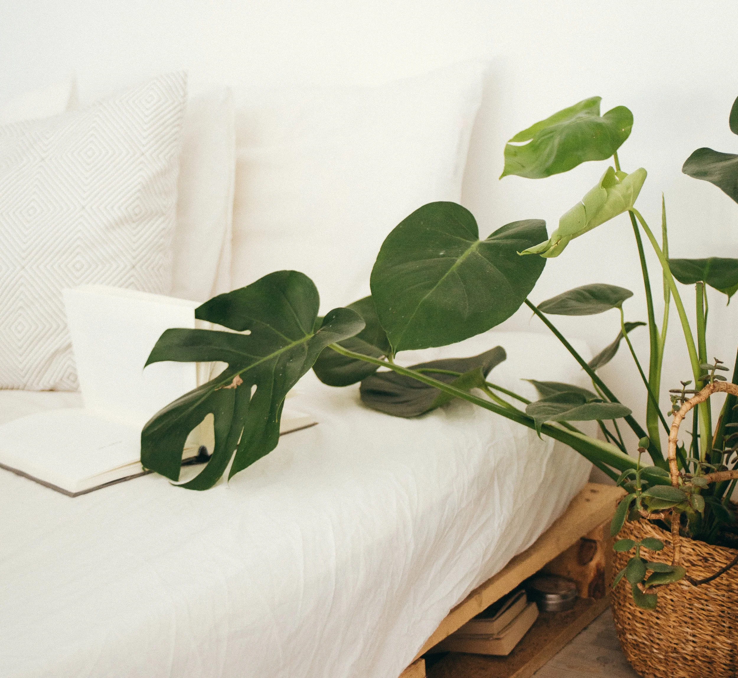 How to care for houseplants.jpg