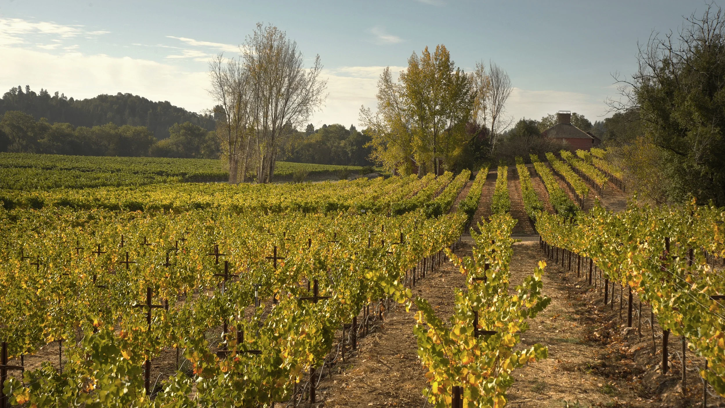V-Ramey Wine Cellars.jpg
