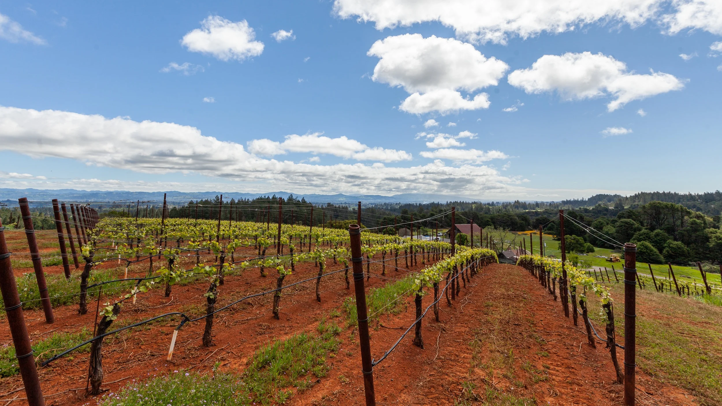 Chenoweth- Treehouse Vineyard- Loren Hansen.jpg