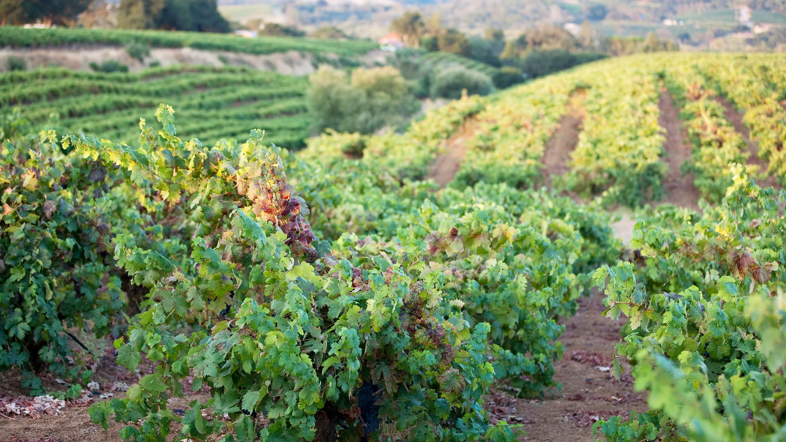 TeldeschiVineyard.jpg