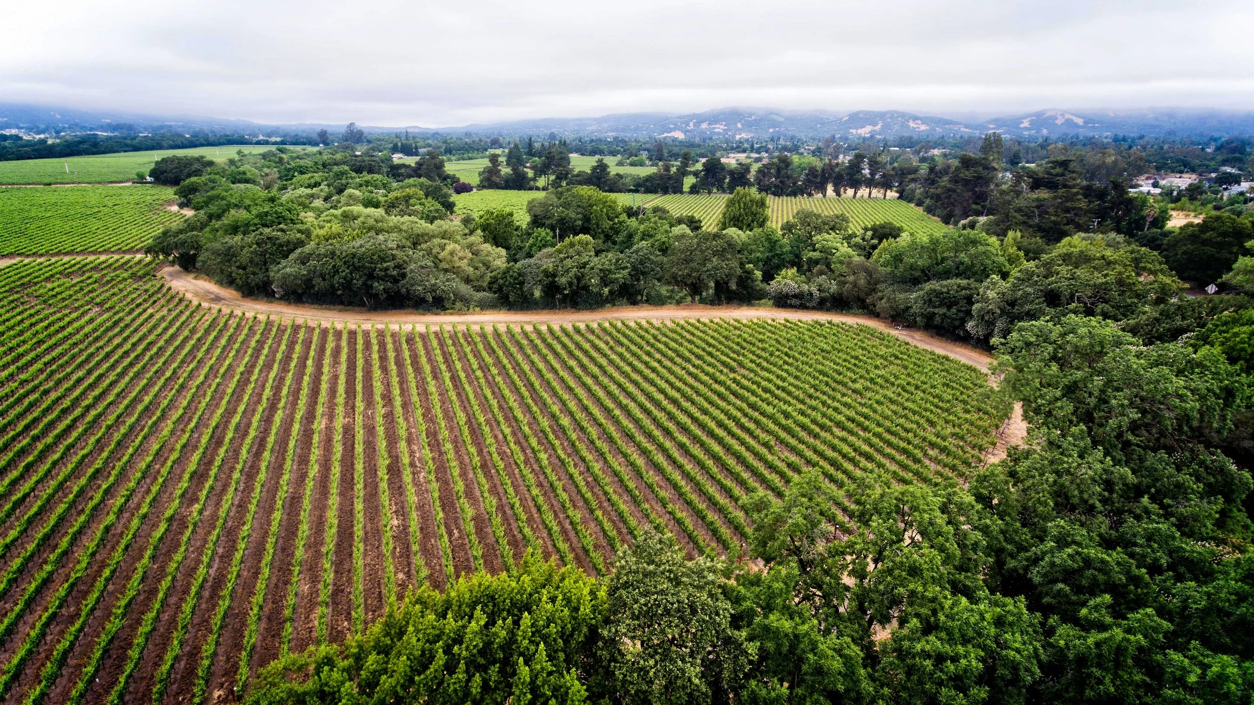 Green Acres Vineyard.jpg