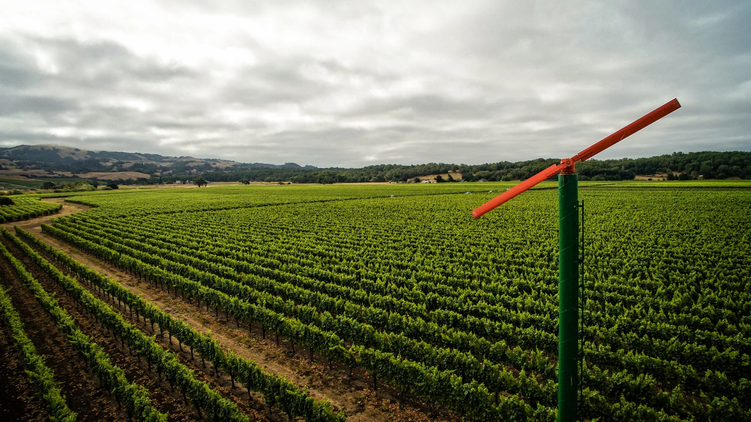 Roberts Road Vineyard-1.jpg