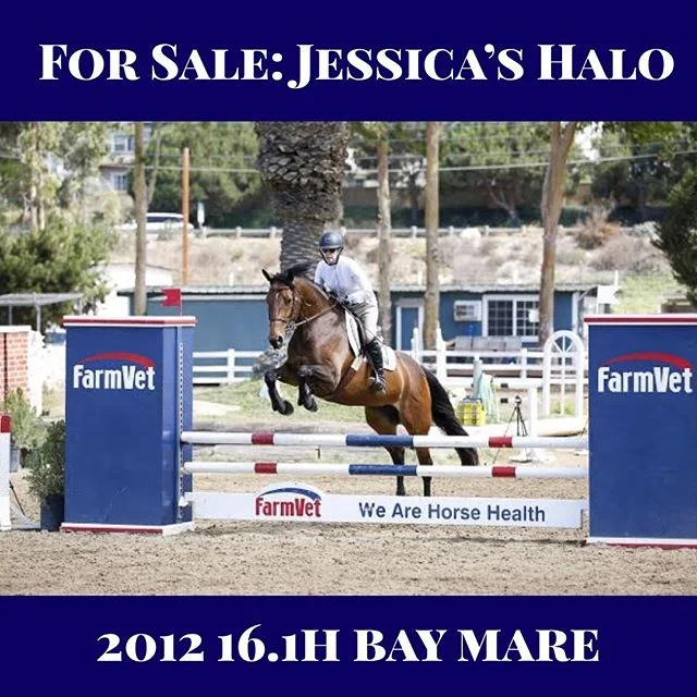 For #salehorsesunday Hap Hansen Stables proudly offers for sale Jessica&rsquo;s Halo -
-
Jessica is a fun and fast 2012 RPSI bay mare. She has several championships in the .80m and .90m jumpers. She will cross over easily into the hunters and equitat