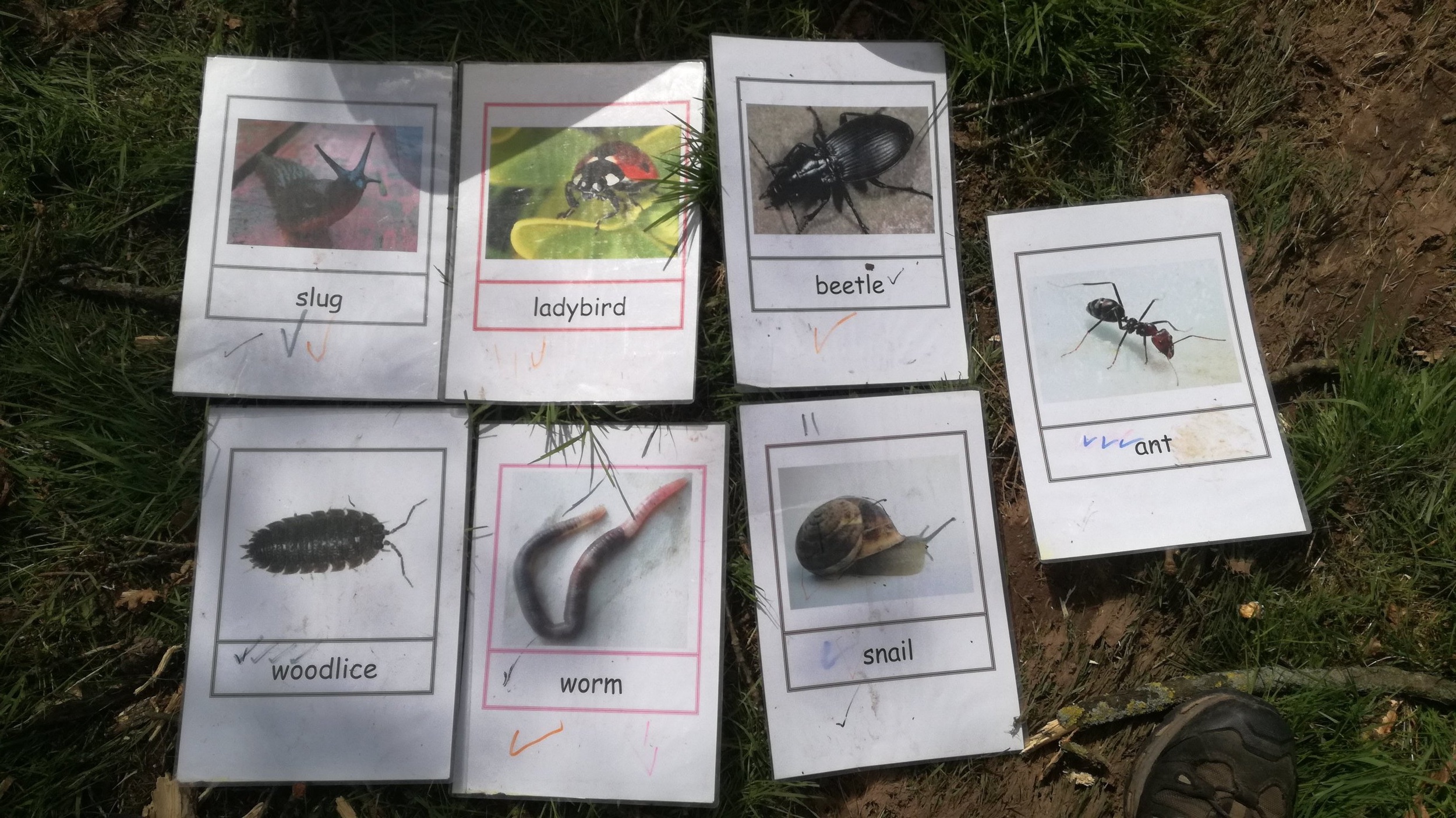 Forest school publications