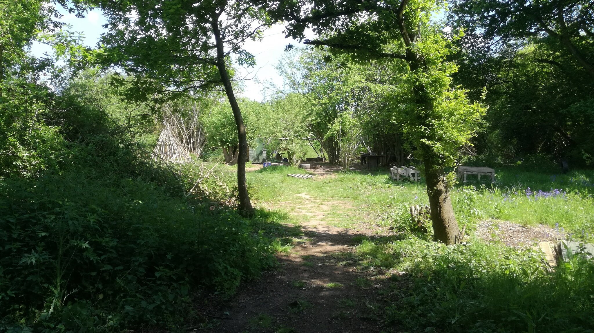 Cambium Sustainable Newsletter - Spring 2020