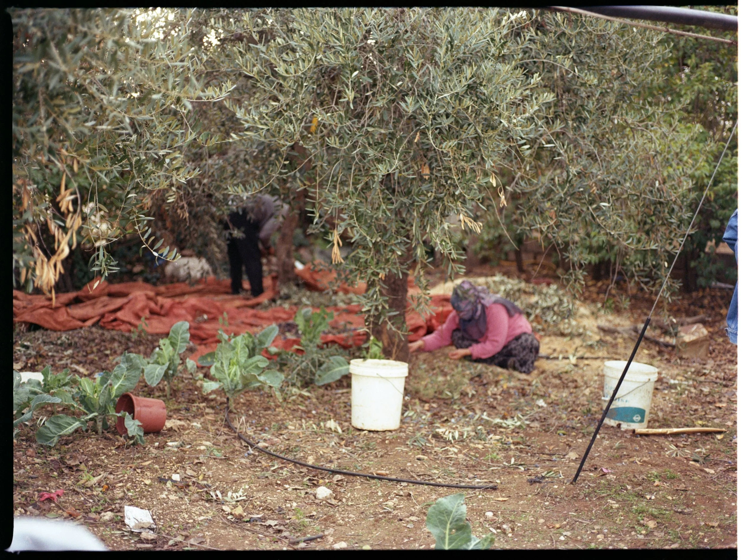 202312_KodakGold200_Oliveharvest001.jpg