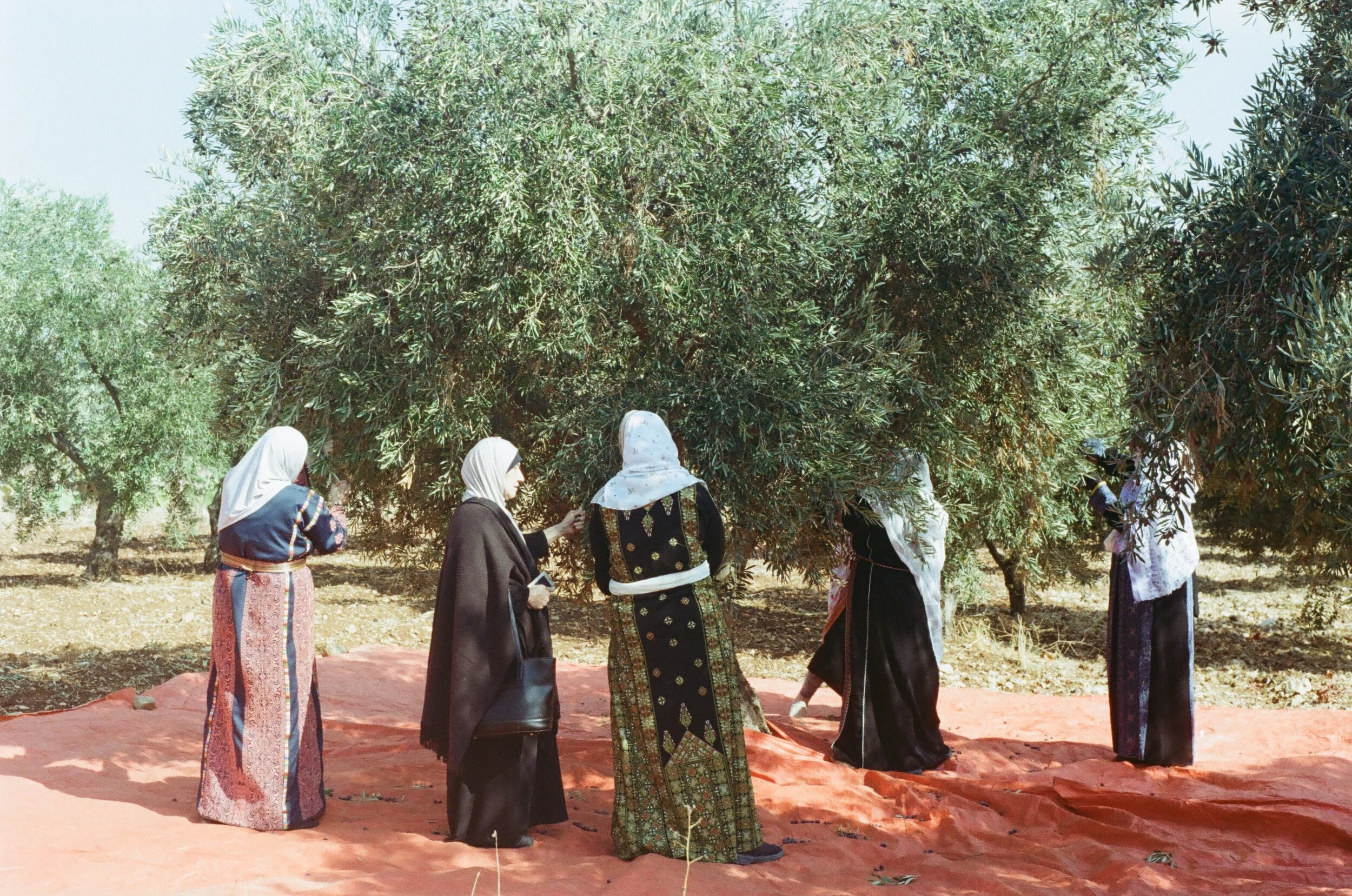 Underneath the Olive Branches