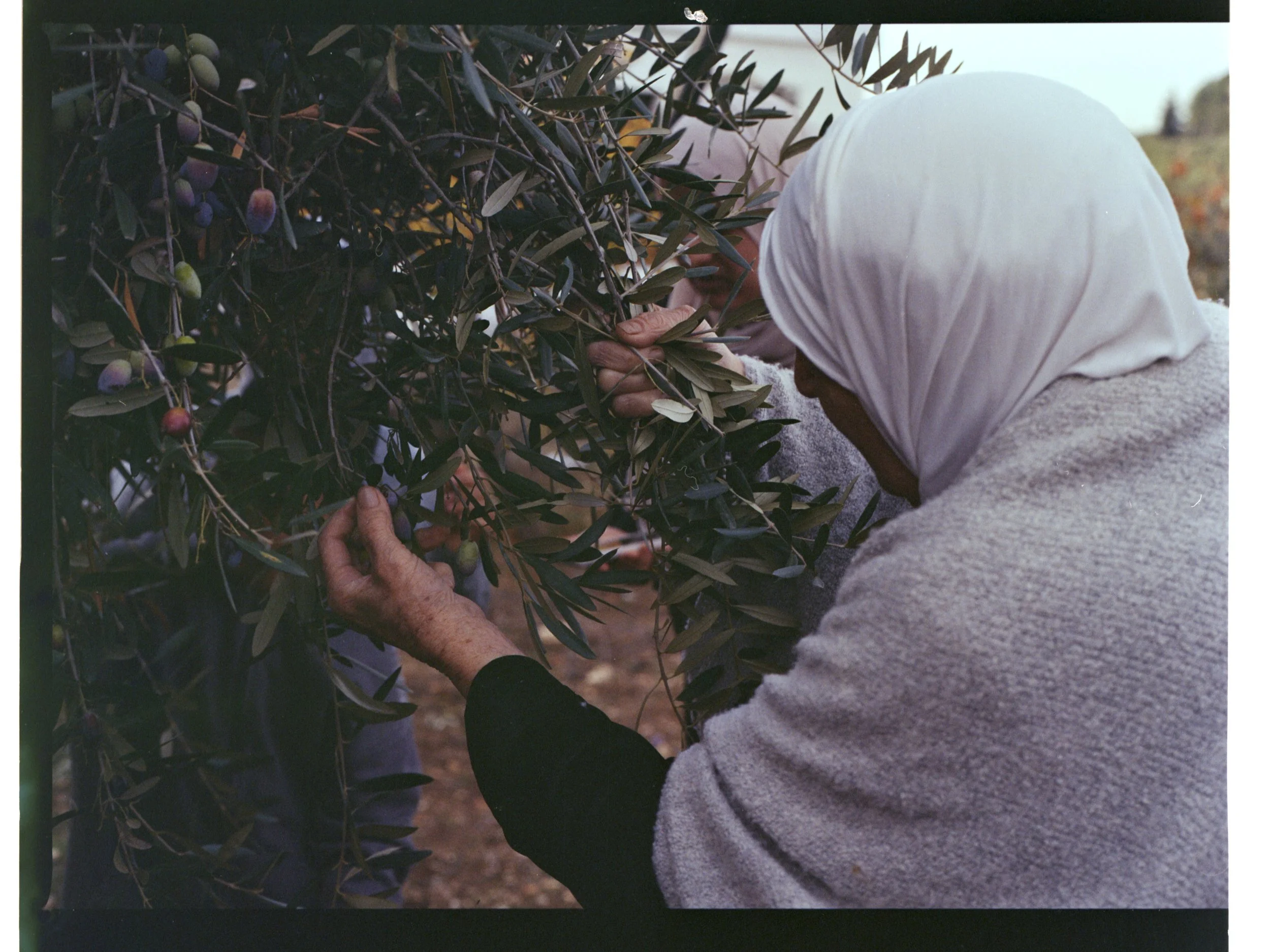 202312_KodakGold200_Oliveharvest1005.jpg