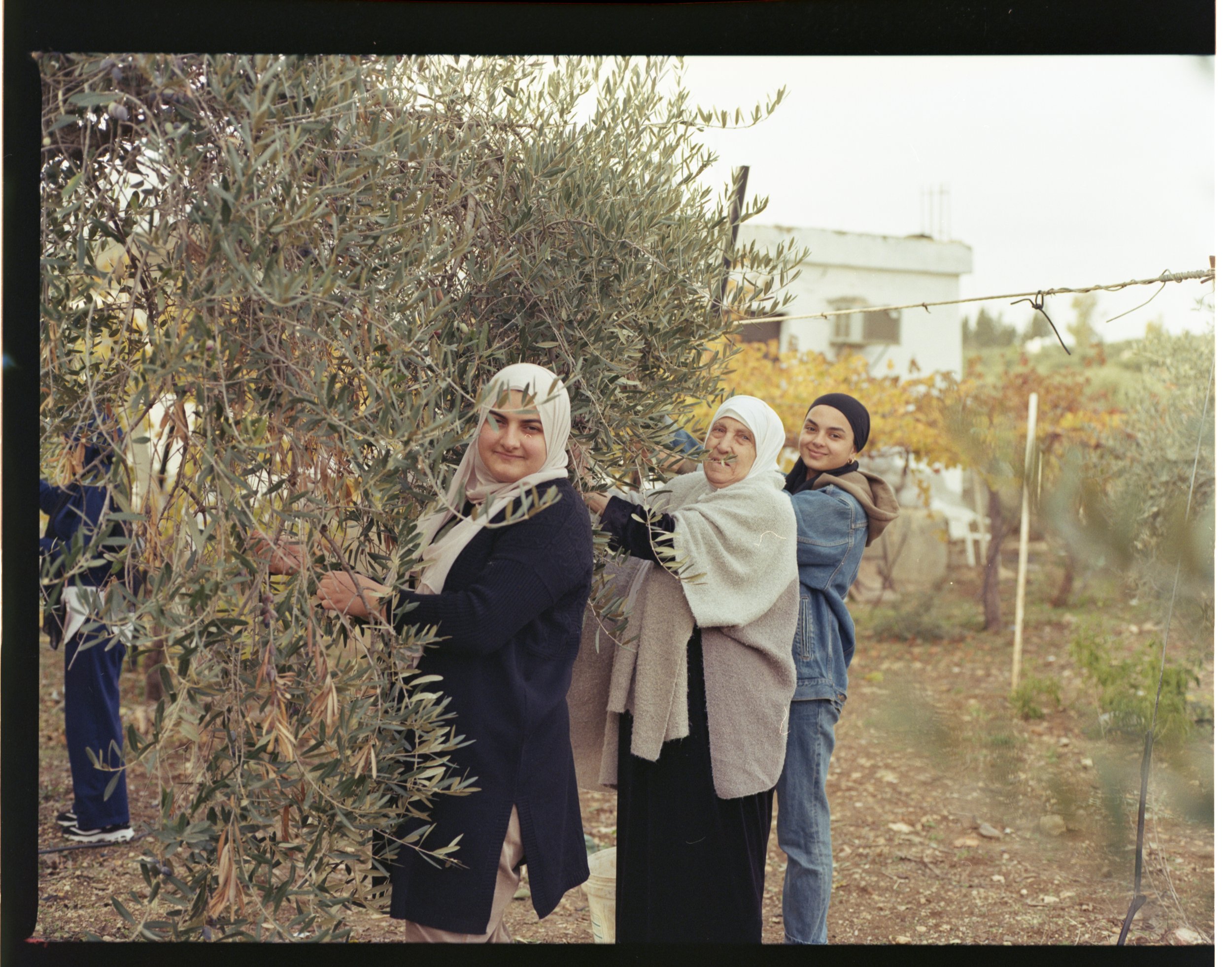 202312_KodakGold200_Oliveharvest1013.jpg