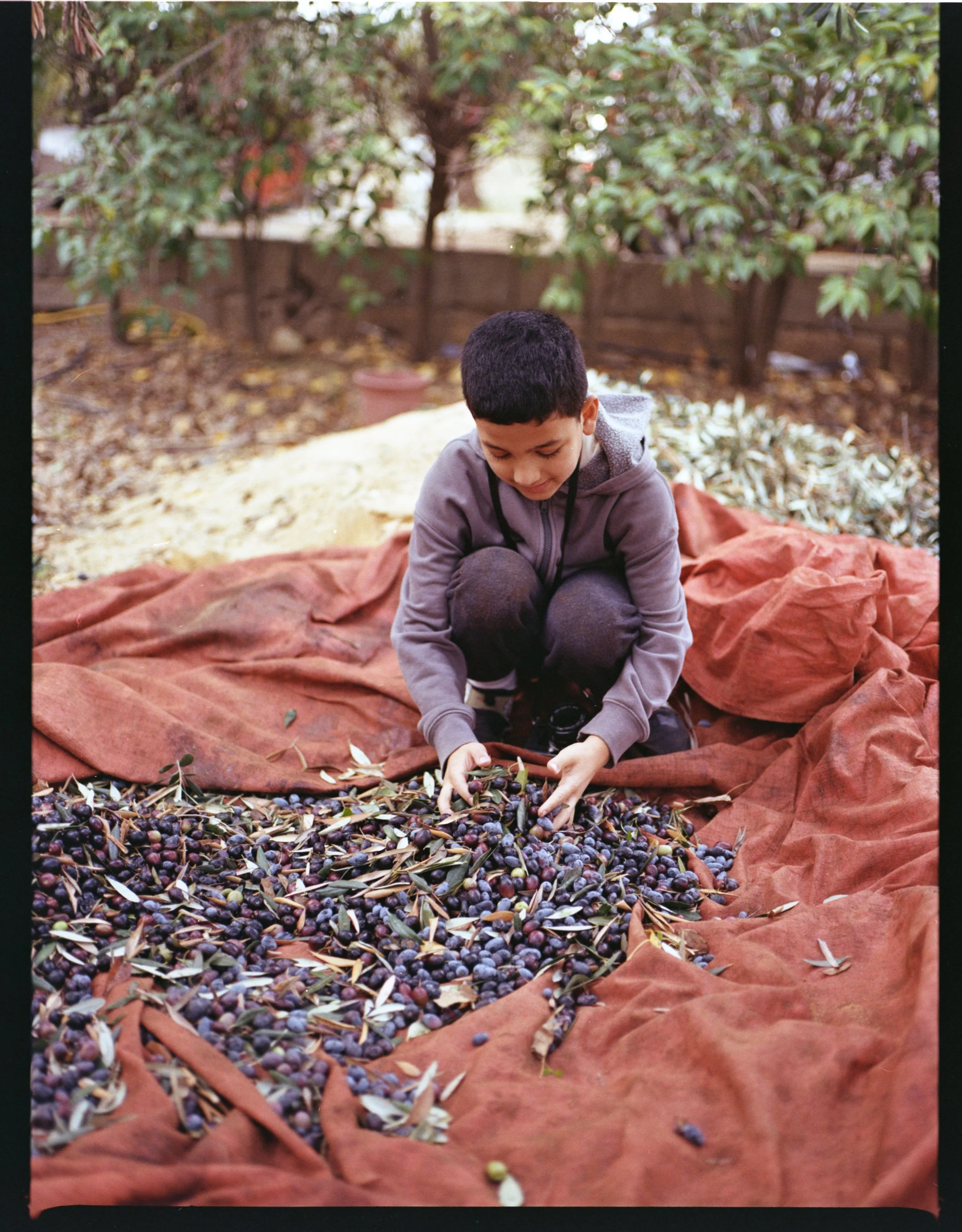 202312_KodakGold200_Oliveharvest005.jpg