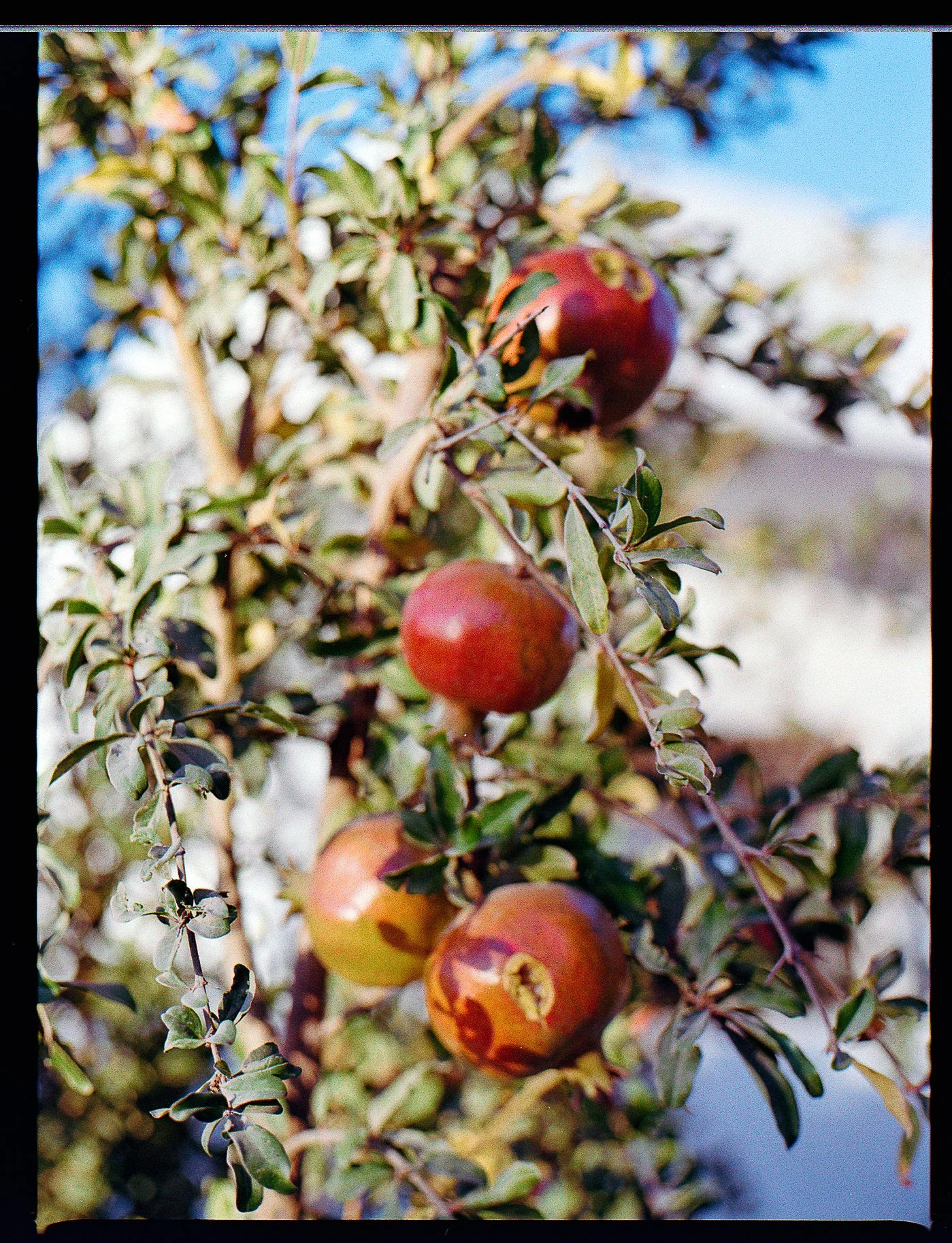 202309_KodakGold200_Tata in Mizra3a006.jpg