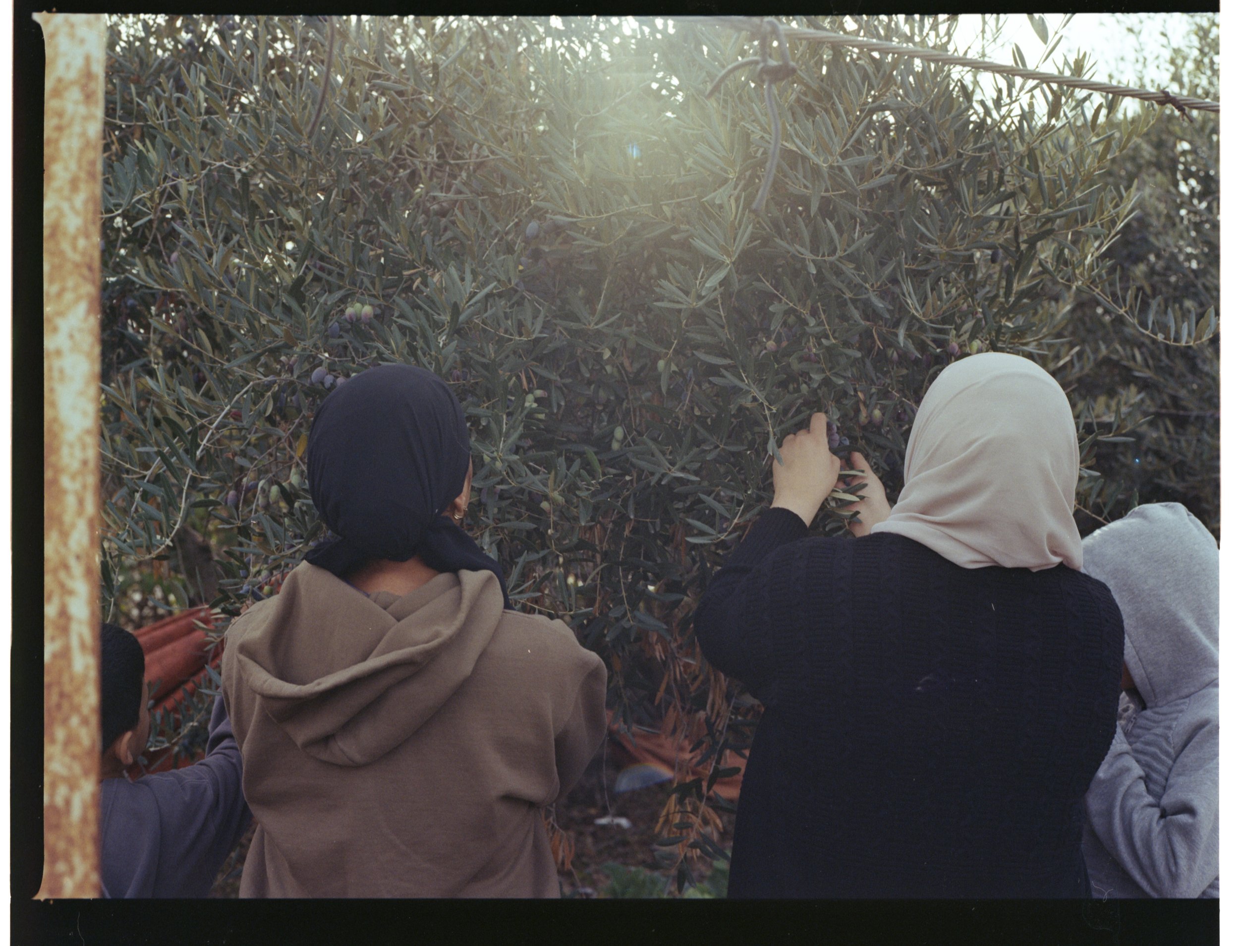 202312_KodakGold200_Oliveharvest1001.jpg