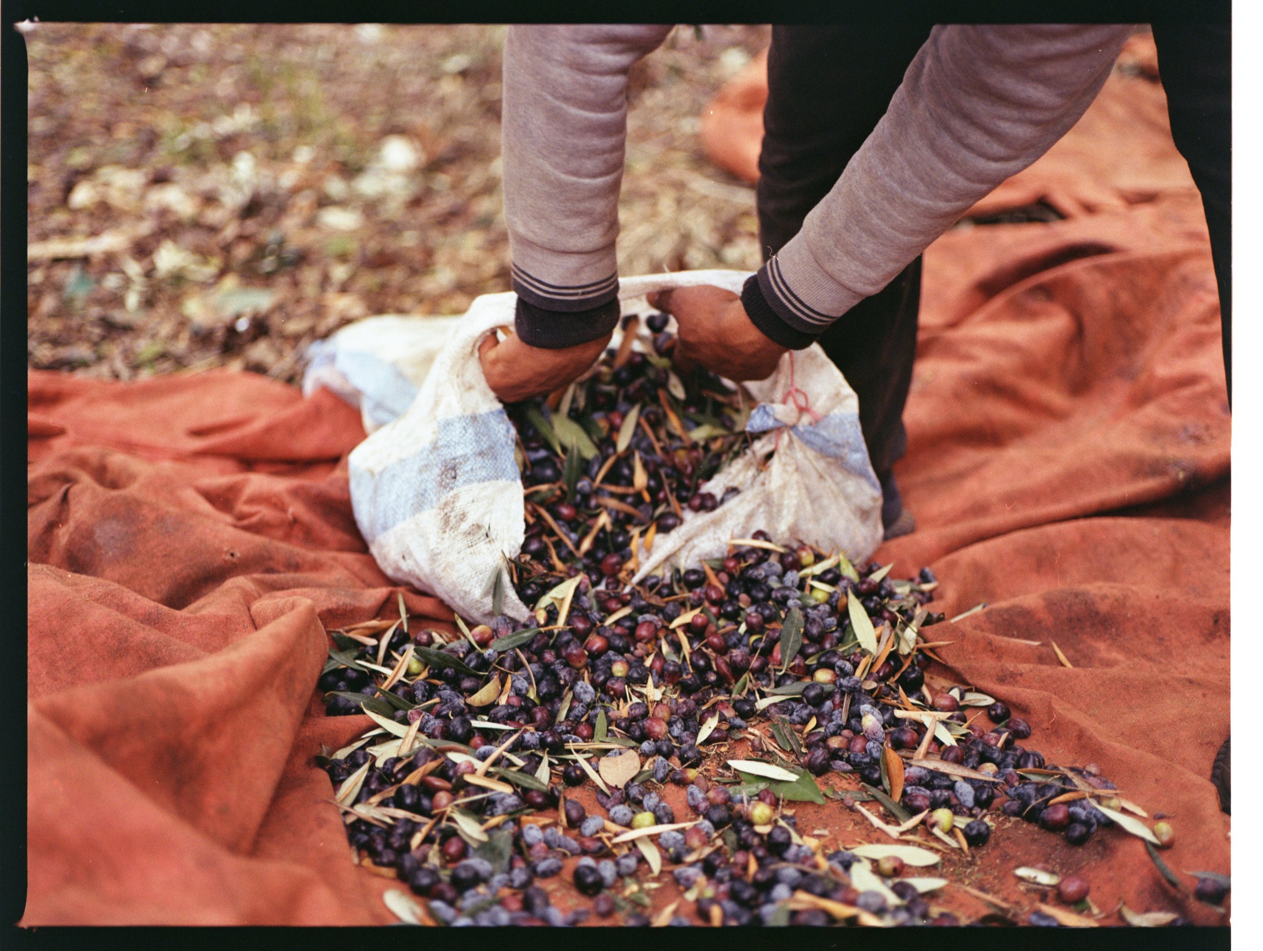 202312_KodakGold200_Oliveharvest009.jpg