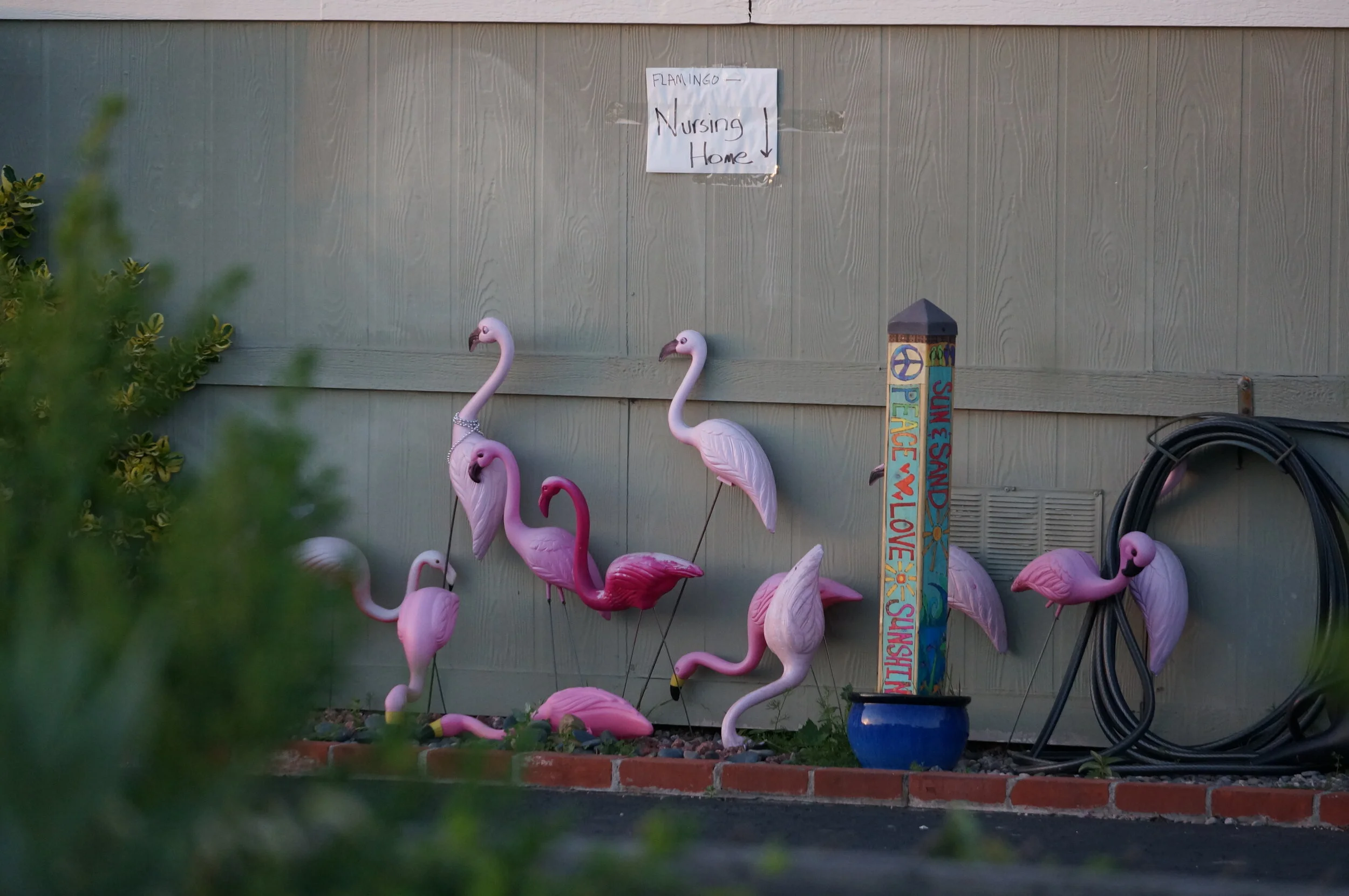 Flock o' Flamingos