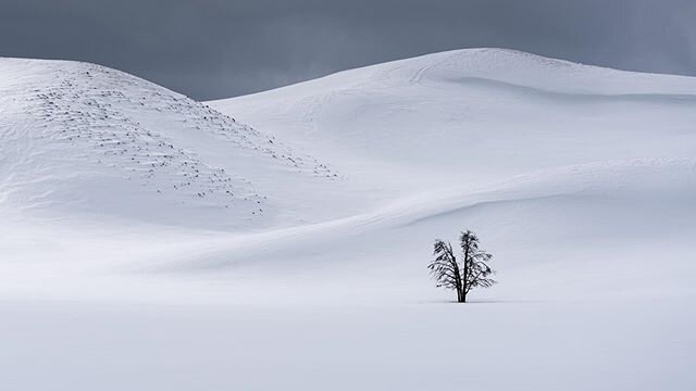 Winter Simplicity; life in @yellowstonenps can be difficult in the winter, even deadly. I like to remember how peaceful winter can be too!  I love how quiet everything gets in the snow, especially in the middle of our first National Park. .
.
.
#prtv
