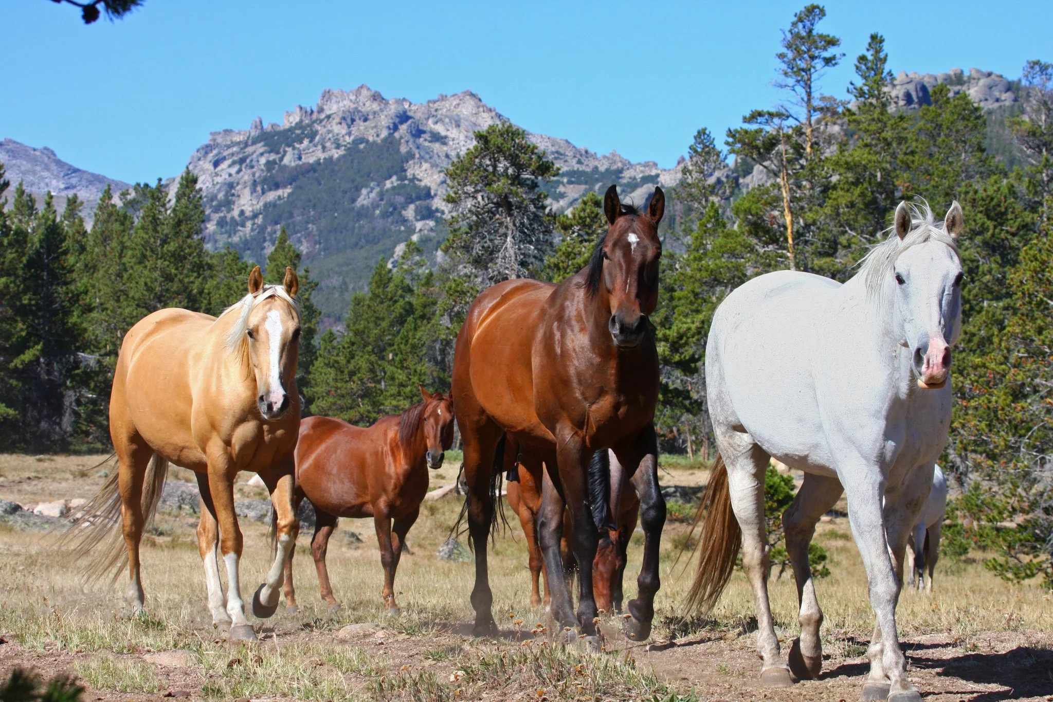 horses.jpg