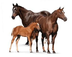 horse_lifestage_any-life-stage.png